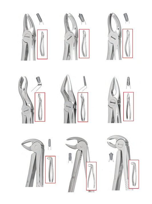 Adult Extraction Forceps (Pakistan) 1pc